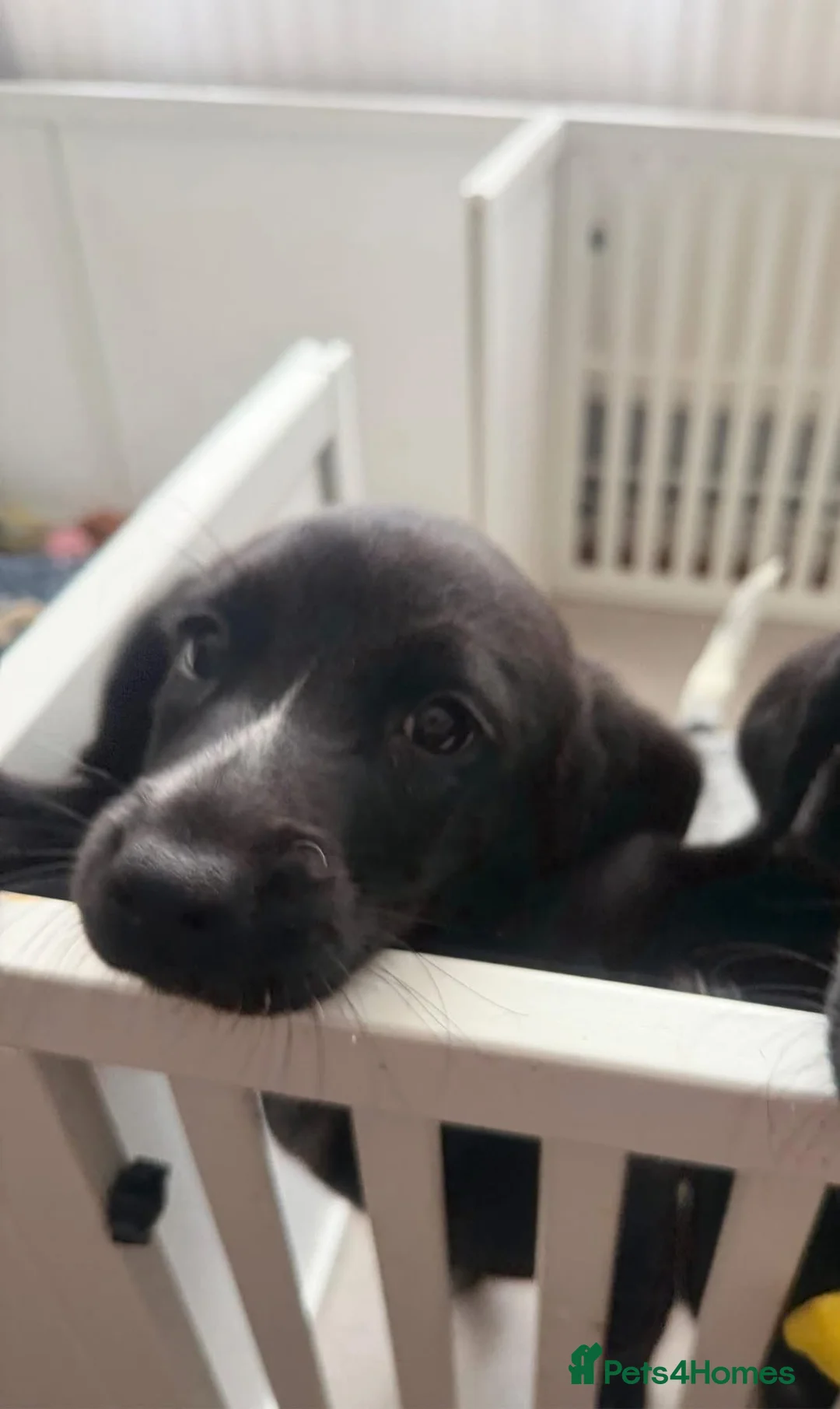 Bocker dogs for sale: Bocker puppies  - Advert 8