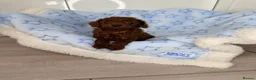 Toy Poodle dogs for sale: Asian Tiny teddy Poodles Boys and Girl  - Advert 33