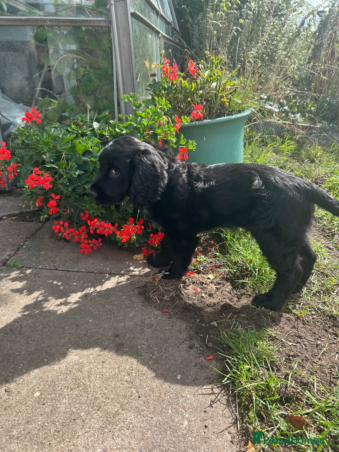 Cocker Spaniel dogs for sale: Male working cocker spaniel puppy kc reg - Image 4