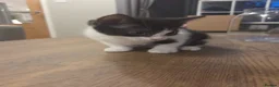 Mixed Breed cats for sale: 2 male kittens - Advert 4
