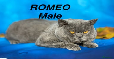 British Shorthair cats - Advert 5