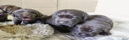 Labrador Retriever dogs for sale: Chocolate Labradors Puppies,Health Tested Parents  - Advert 22