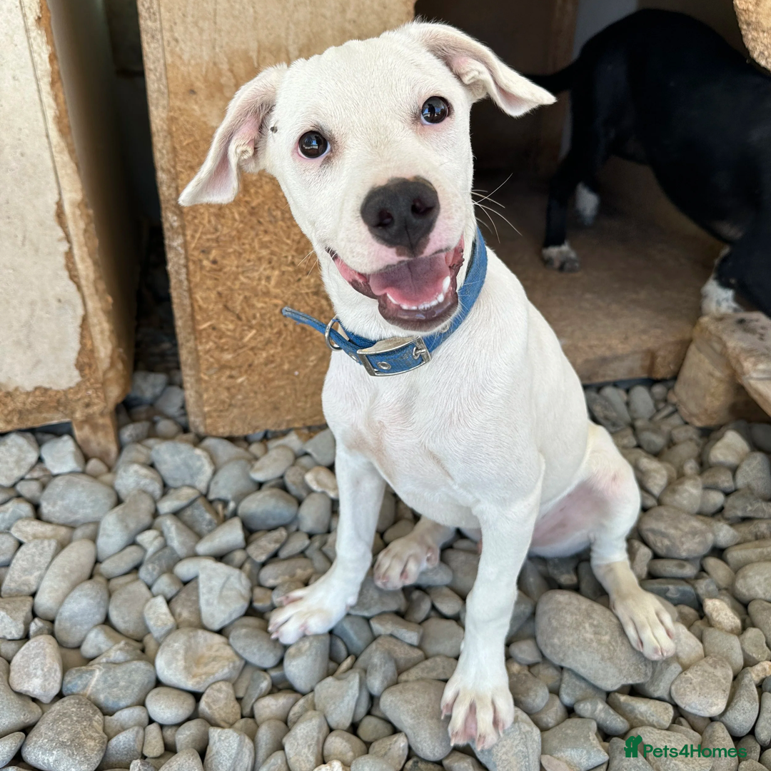 Mixed Breed dogs for adoption: Aspen (deaf but determined!) - Image 7