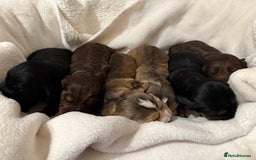 Cocker Spaniel dogs for sale: Litter of 6 adorable puppies  - Image 1