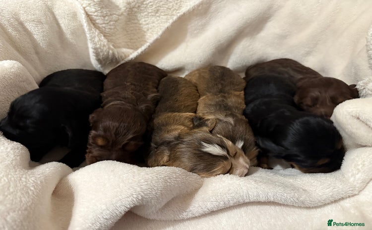 Cocker Spaniel dogs - Advert 16