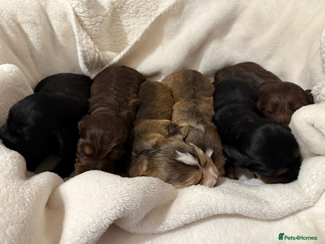 Cocker Spaniel dogs for sale: Litter of 6 adorable puppies  - Image 1