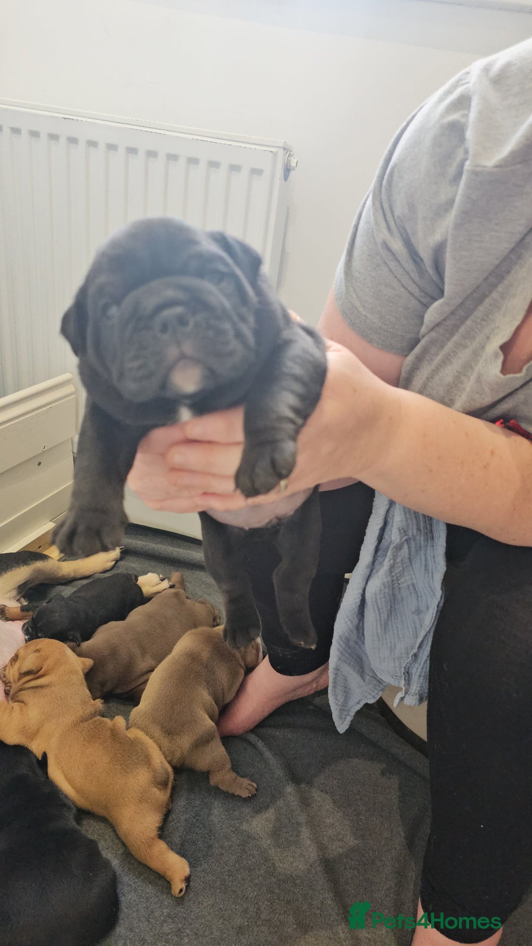 English Bulldog dogs for sale: KC Reg Champion Bloodlines 1 Girl Left £ 2800 - Image 38