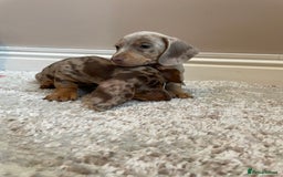 Miniature Dachshund dogs for sale: KC Registered Miniature Dachshund - 2 Boys Left! - Image 30