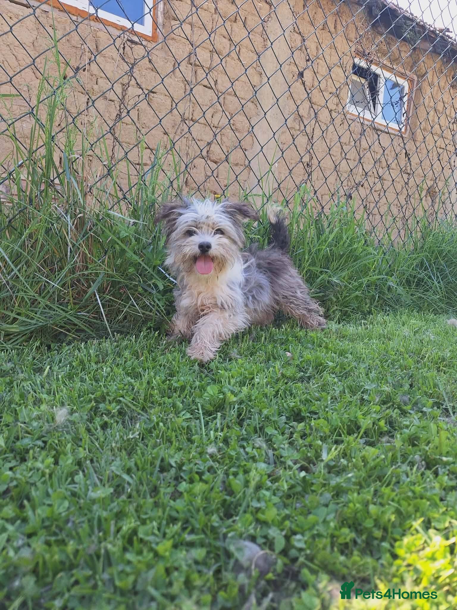 Mixed Breed dogs Scruffy for adoption - Advert 1