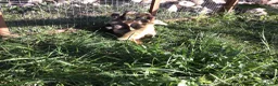 Ducks poultry for sale: Indian runner ducklings - Advert 4