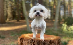 Maltipoo dogs for sale: Gorgeous f1 maltpoos health tested parents  - Image 7