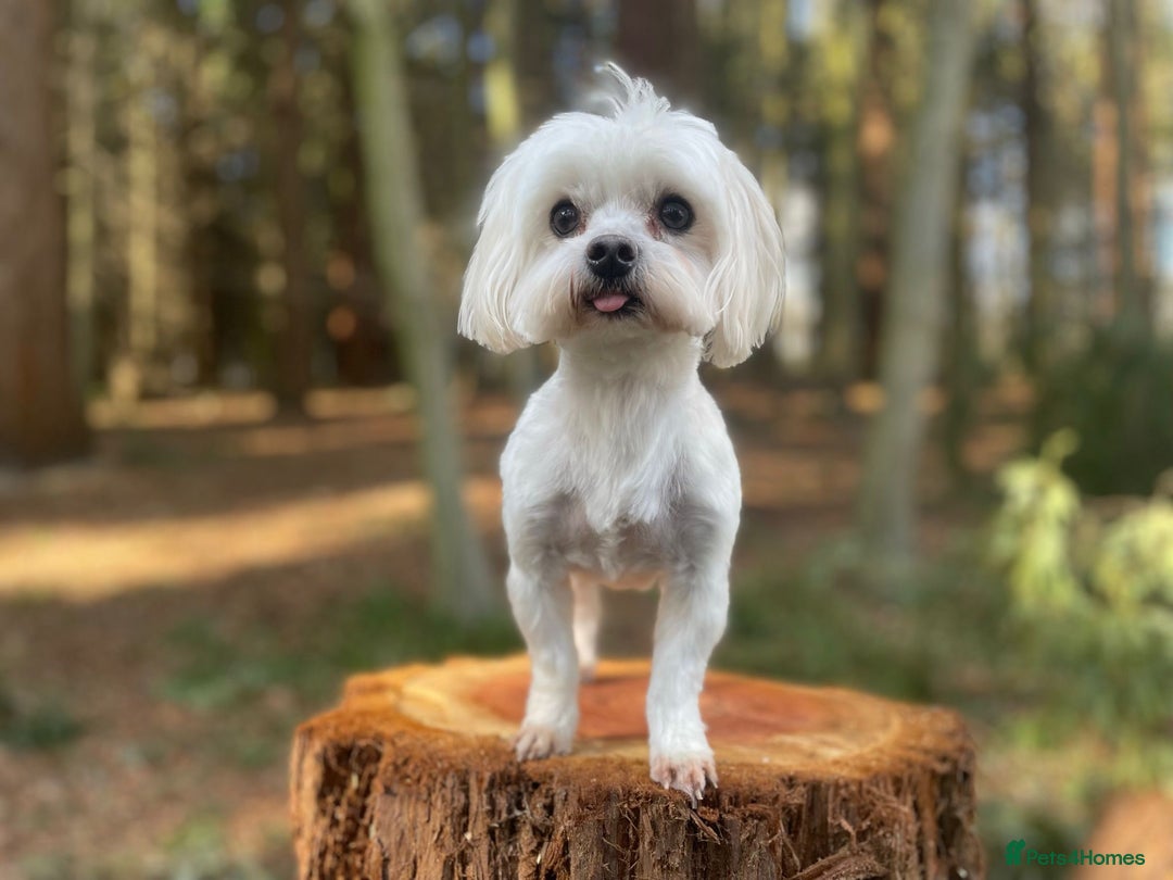Maltipoo dogs for sale: Gorgeous f1 maltpoos health tested parents  - Image 7