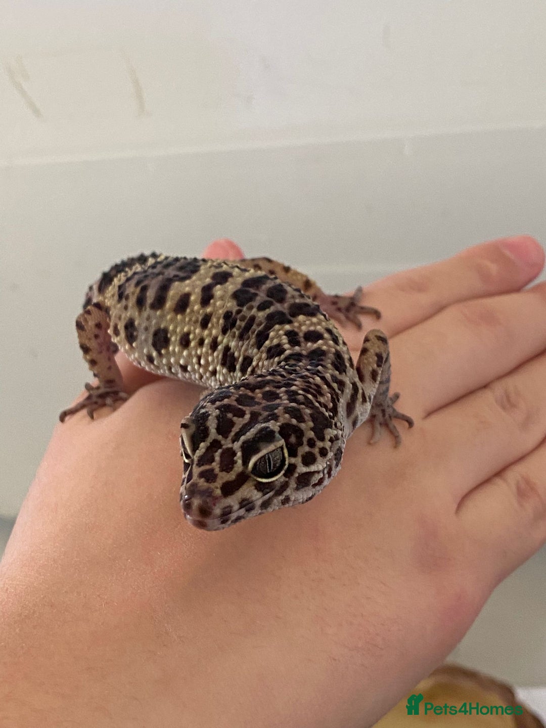 Leopard Gecko reptiles for sale: 2 year old Leo. Experienced keepers only!!  - Advert 2