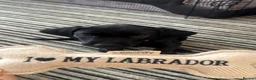 Labrador Retriever dogs for sale: Black Male Labrador Puppy in Swindon - Advert 3