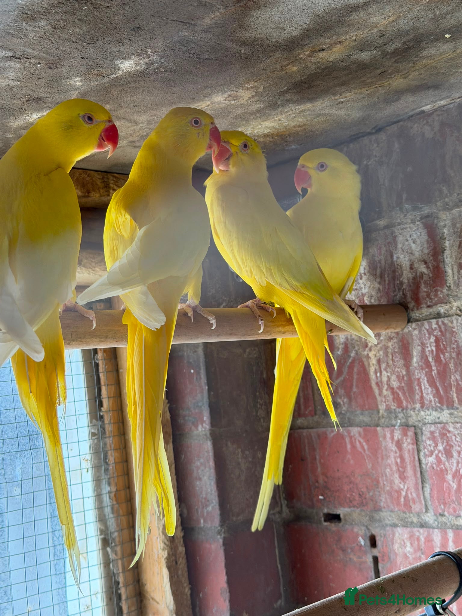 Mixed Breed birds Birds for sale *read description*  - Advert 1