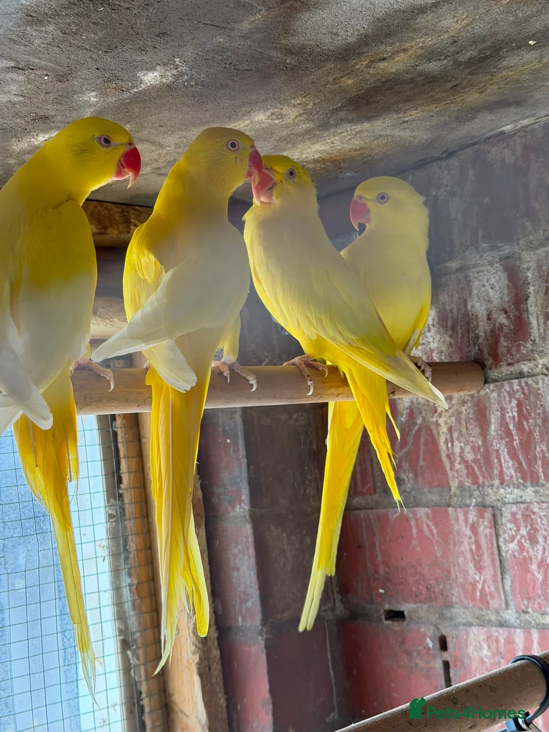 Mixed Breed birds for sale: Birds for sale *read description*  - Advert 1