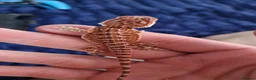 Bearded Dragon reptiles for sale: Baby beardes dragons for sale  - Advert 10