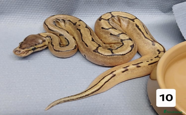 Python Snake reptiles - Advert 2