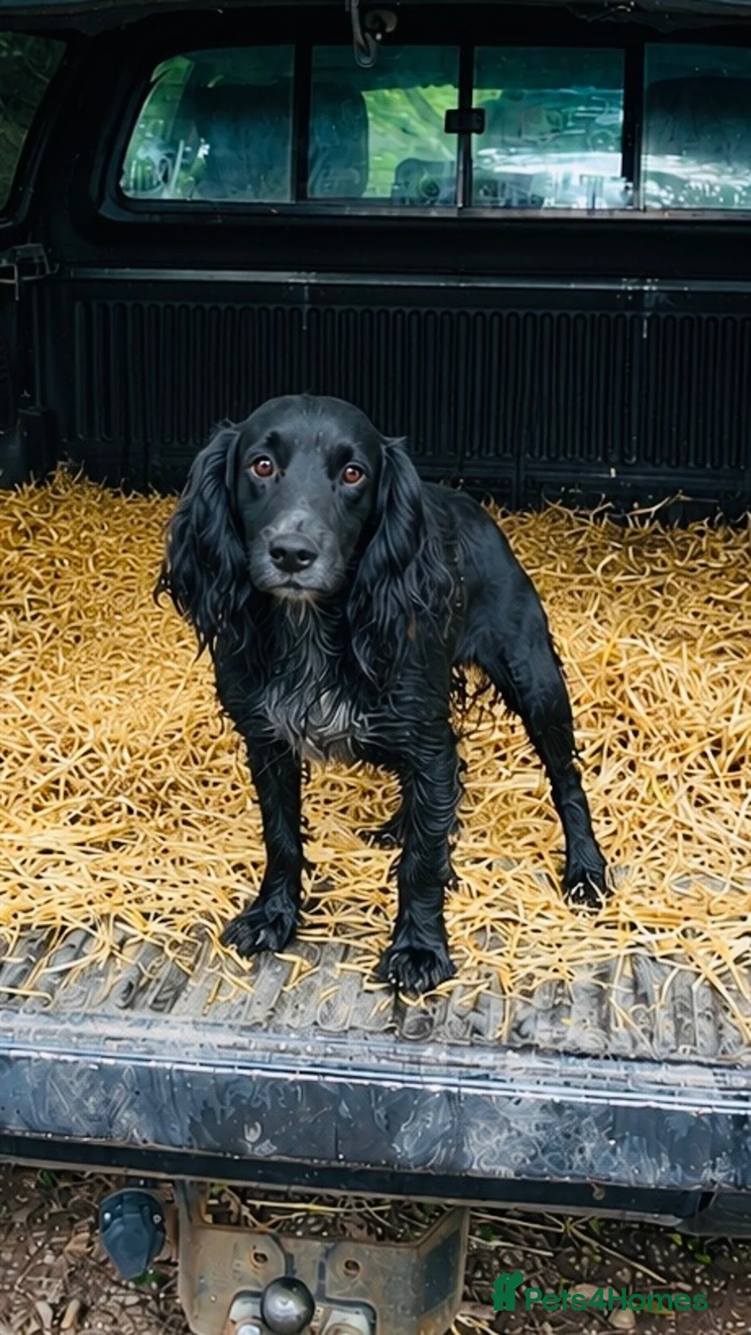 Cocker Spaniel dogs for sale: Cocker puppies  in Taunton - Advert 1