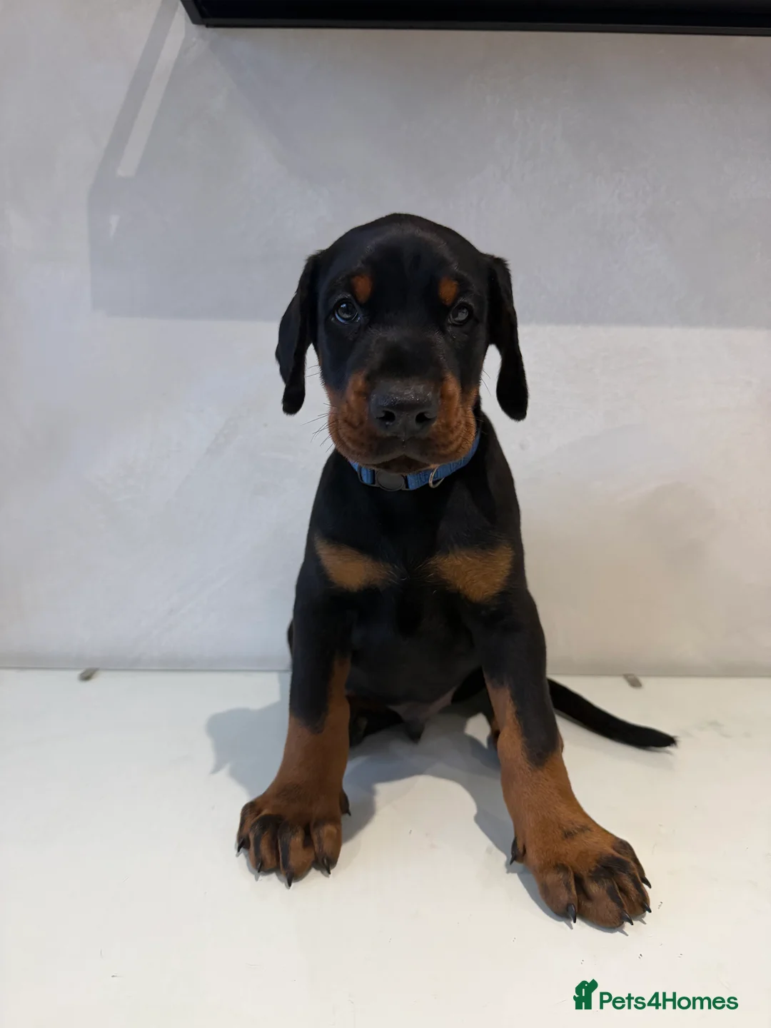 Dobermann dogs for sale: Ready to leave 6th of March  in Reading - Advert 9