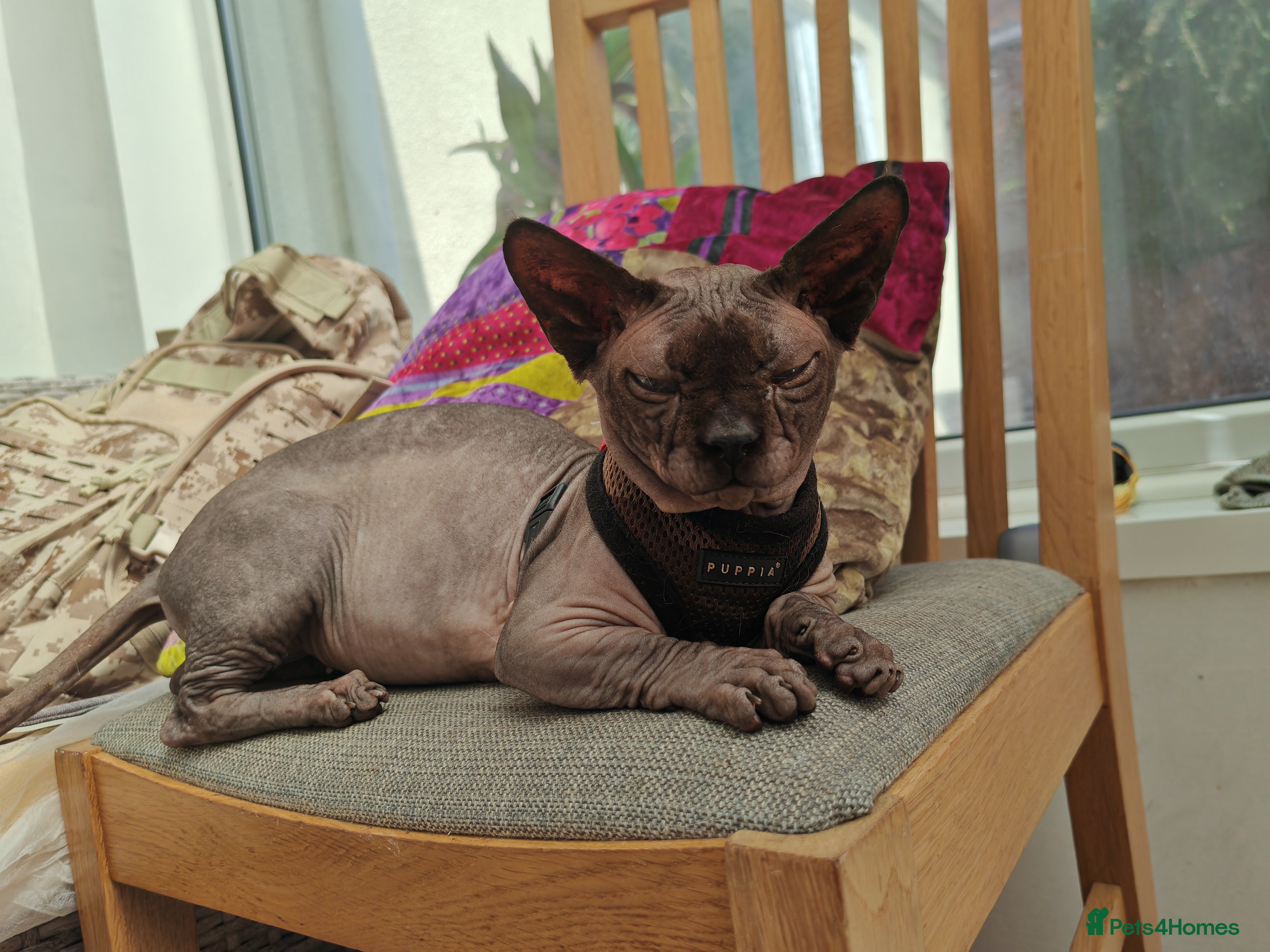 Sphynx cats Sphynx Bambino for sale with blue eyes  - Advert 6