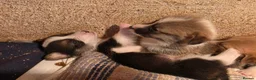 Welsh Corgi Pembroke dogs for sale: Corgi puppies looking for their forever home in Betws-y-Coed - Advert 6