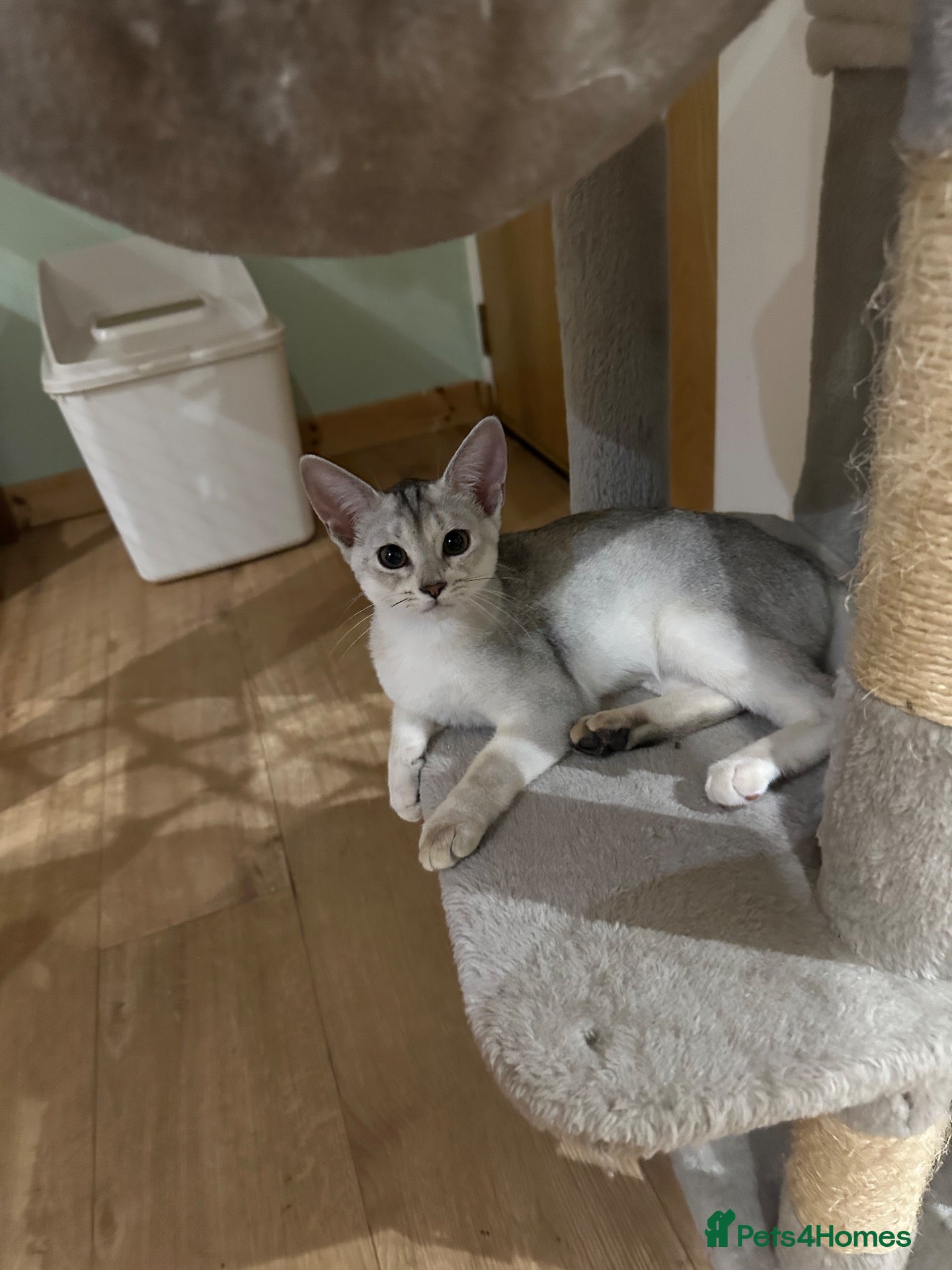 Abyssinian cats Silver Abyssinian kittens  - Advert 8