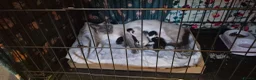 Mixed Breed cats for sale: Rare opportunity to have loving bottle fed Kittens in Melton Constable - Advert 22