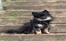 Pomeranian dogs for sale: Black and Tan Male Pomeranian  - Image 6