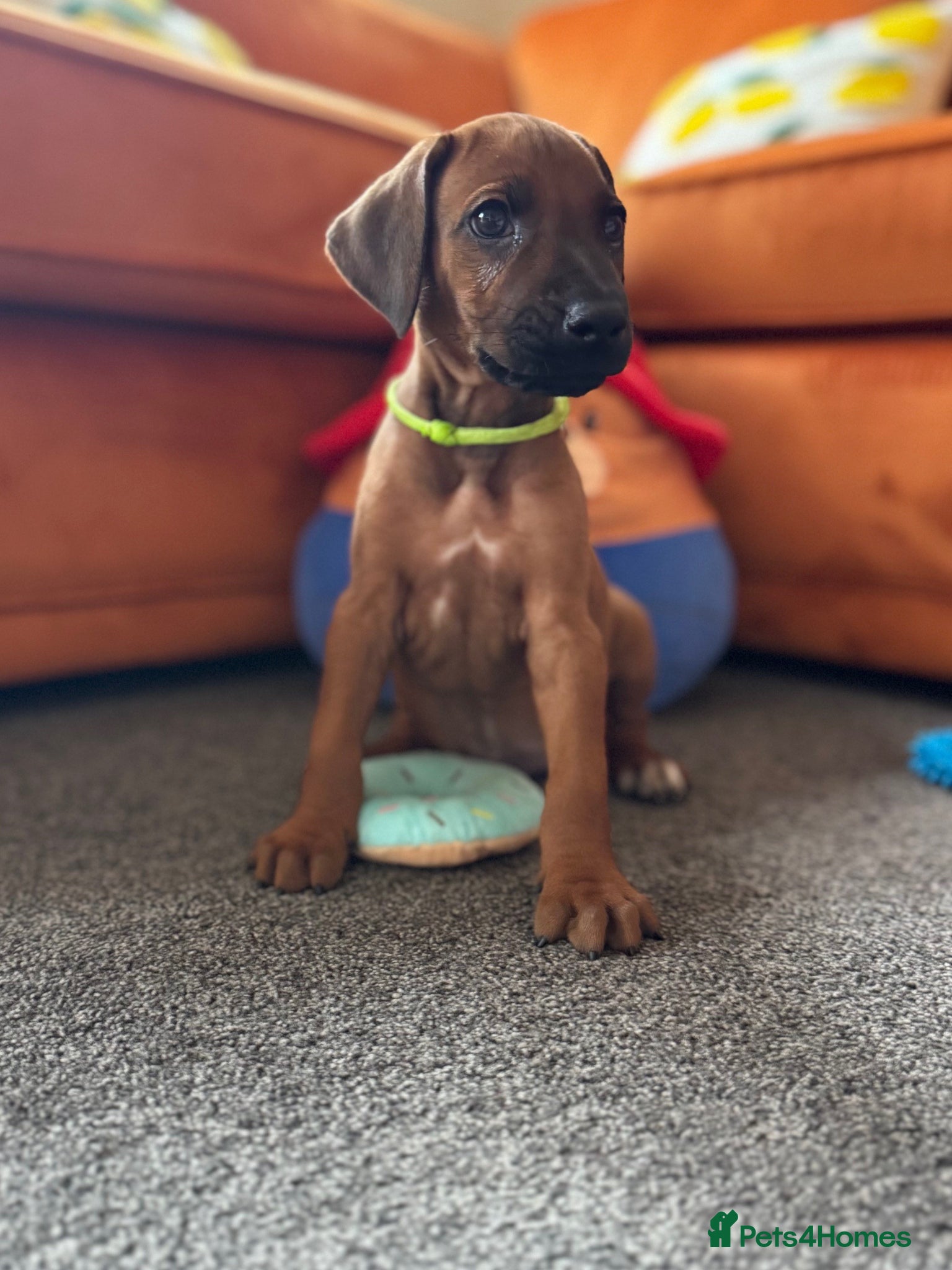 Rhodesian Ridgeback dogs Rhodesian Ridgeback litter - Advert 1