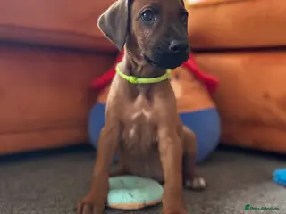 Rhodesian Ridgeback dogs Rhodesian Ridgeback litter - Advert 1