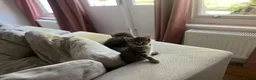 Mixed Breed cats for sale: Beautiful, playful kittens looking for a new home. in London - Advert 2