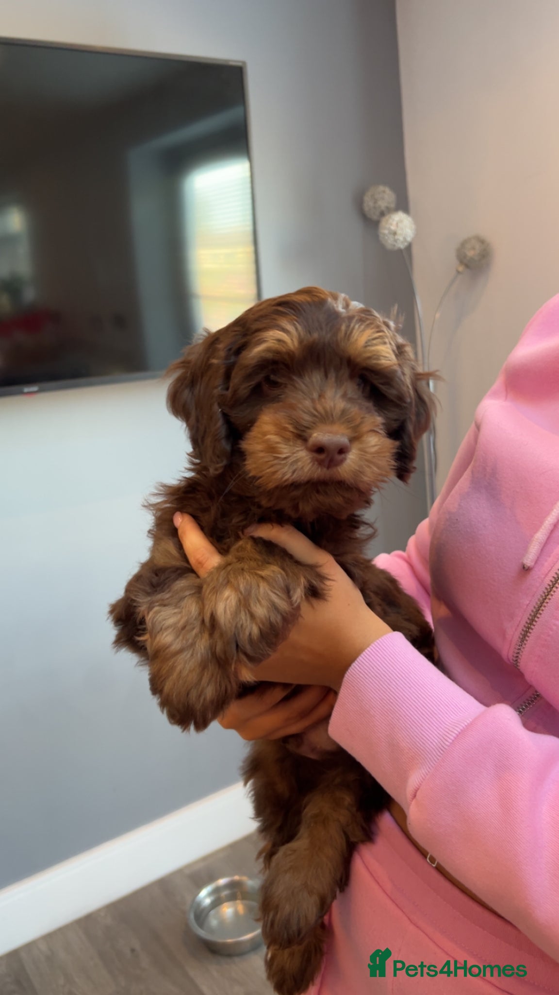 Cockapoo dogs 🩷 F1 ready to go fully vaccinated only 1 left  💙 - Advert 1
