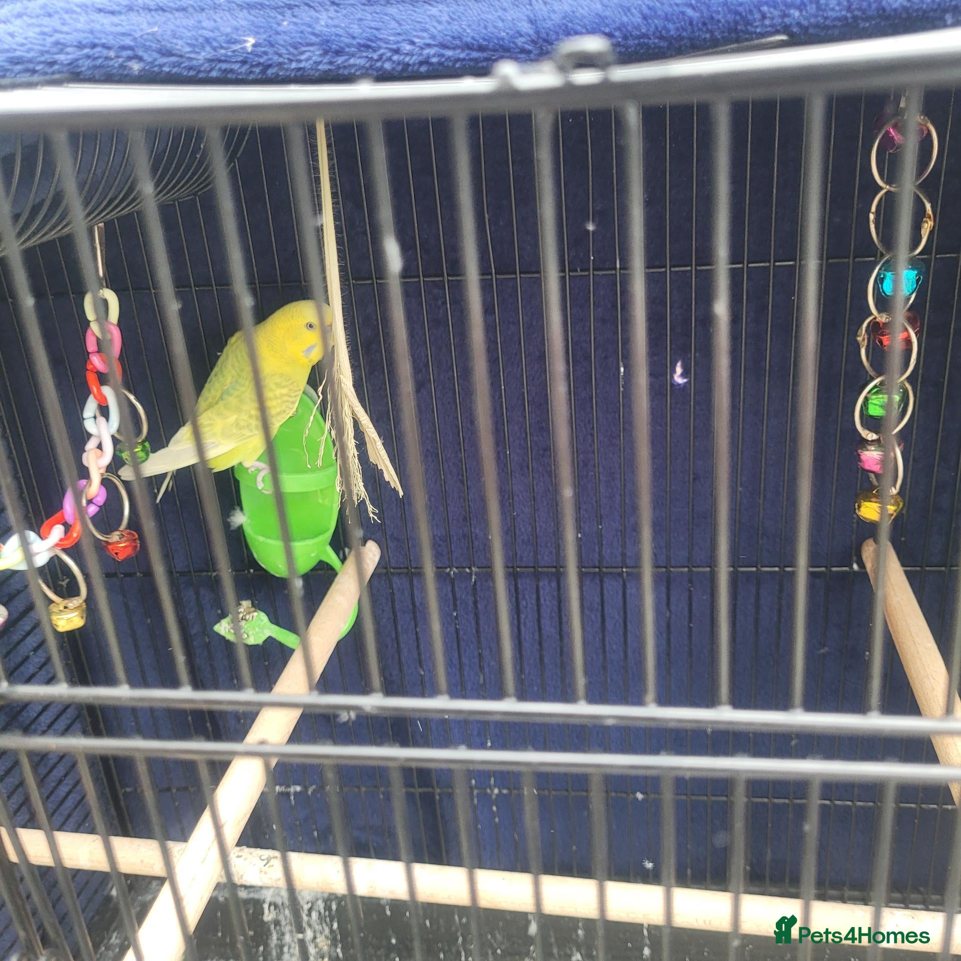 Budgerigars birds Budgie for free - Advert 2