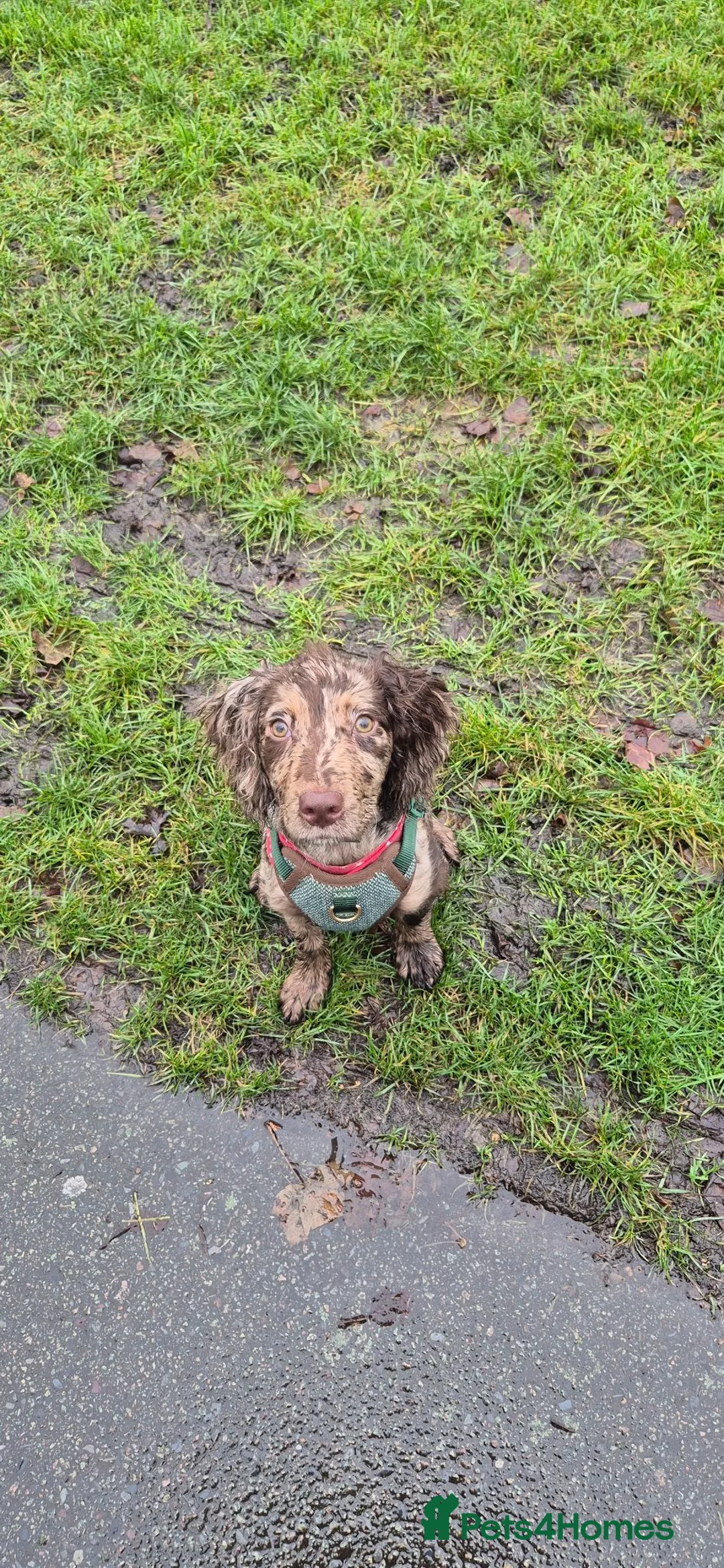 Cocker Spaniel dogs for sale: Looking for a forever home - Advert 5