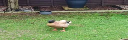 Ducks poultry for sale: 2 male ducks that need a for ever home - Advert 4