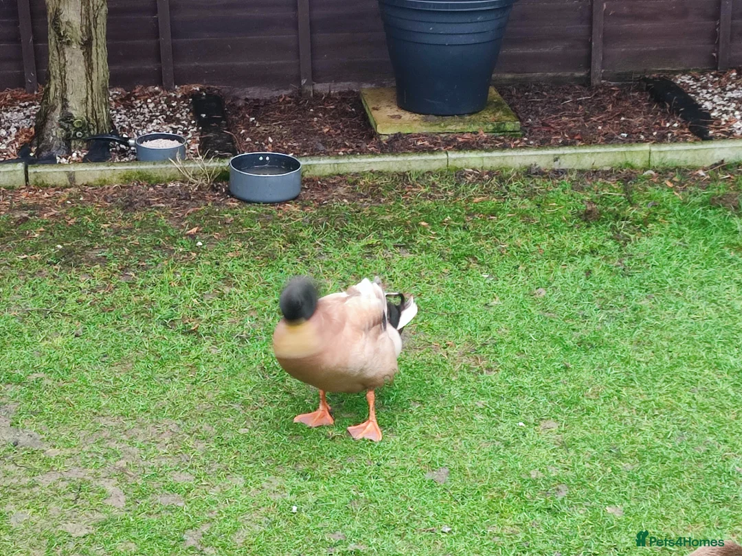Ducks poultry for sale: 2 male ducks that need a for ever home - Advert 4