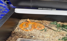 Corn Snake reptiles for sale: Albino Corn Snake with set up unsexed 1 year old  - Image 3