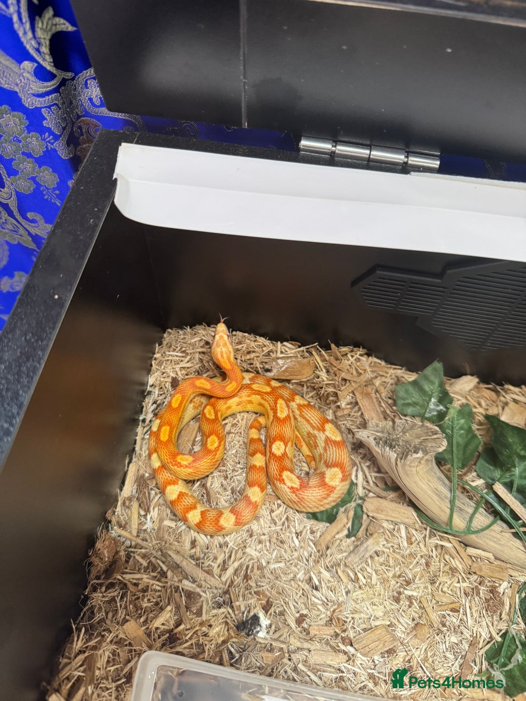 Corn Snake reptiles for sale: Albino Corn Snake with set up unsexed 1 year old  - Image 3