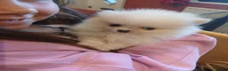 Pomeranian dogs for sale: Well Bred  **  Pomeranians  - Advert 9