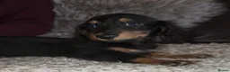 Miniature Dachshund dogs for sale: True longhaired minature dachshunds  - Advert 6