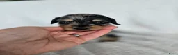 Miniature Dachshund dogs for sale: ❤️Miniature dachshund puppies❤️ - Advert 7