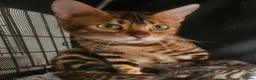 Bengal cats for sale: Cashmere Bengal boy kittens - Advert 1