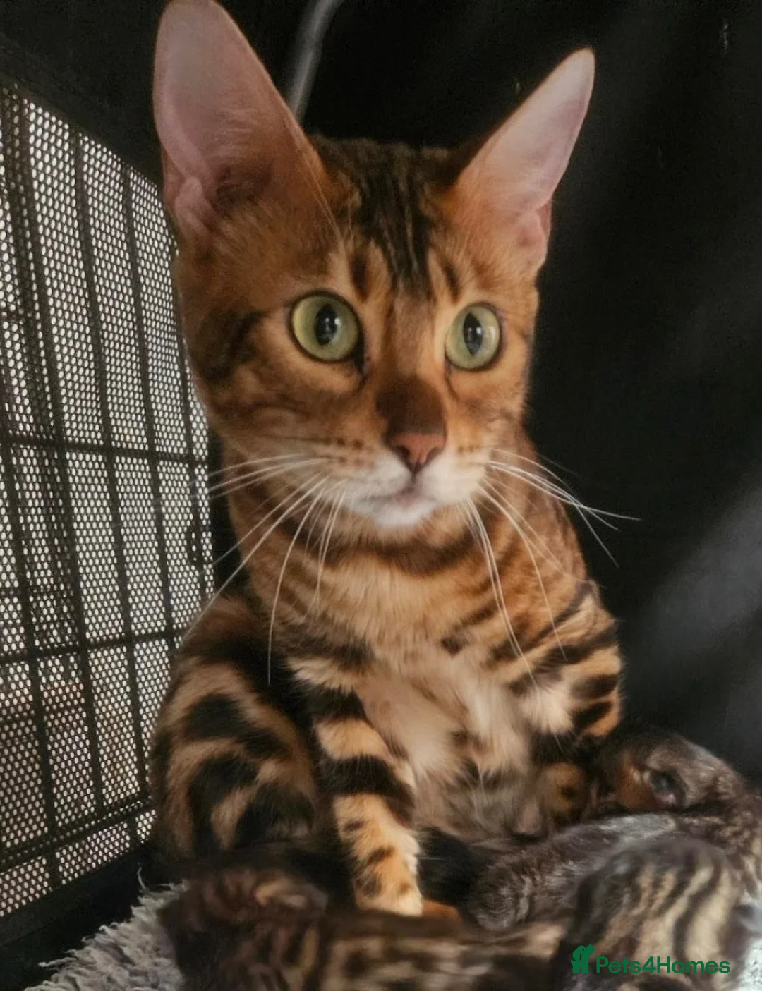 Bengal cats for sale: Cashmere Bengal boy kittens - Advert 1