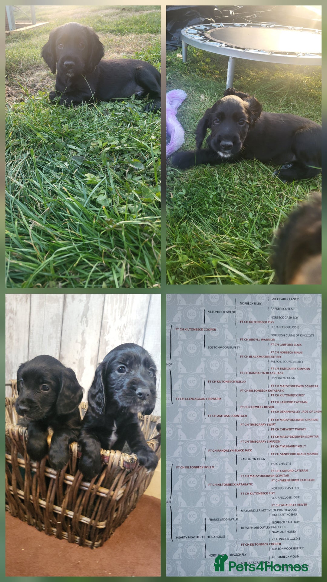 Cocker Spaniel dogs for sale: Working cocker spaniel puppies 2 black boys left.  - Image 3