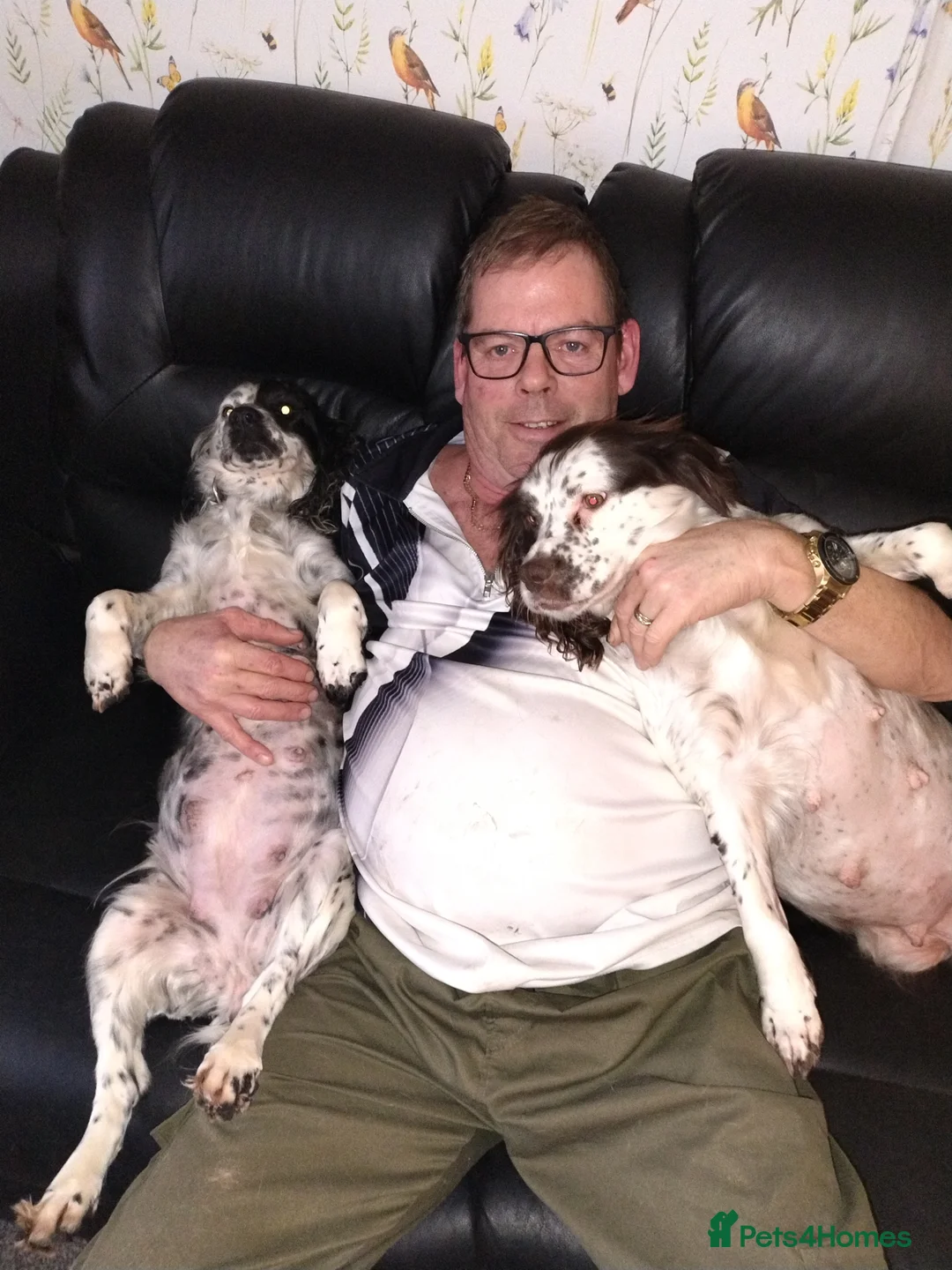 Cockapoo dogs for sale: Cockapoo puppies 100%  - Advert 4