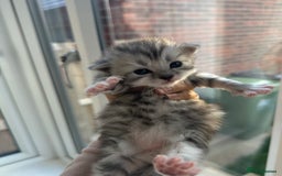 Mixed Breed cats for sale: Rare British Longhair x Scottish straight Kittens✨ - Image 4