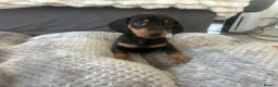 Miniature Dachshund dogs for sale: Miniature Daschund Pups for loving homes - Advert 31