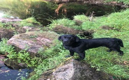 Labrador Retriever dogs for sale: Labrador puppies for sale - Image 5