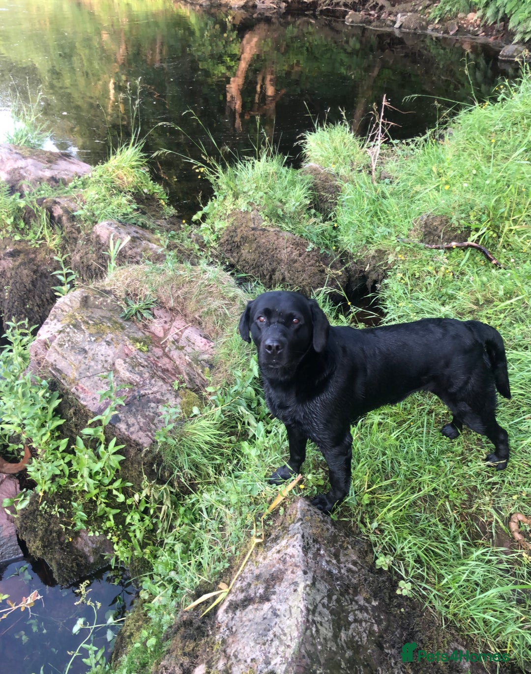 Labrador Retriever dogs for sale: Labrador puppies for sale - Image 5
